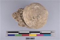 藏品(滿月蛤化石)的圖片